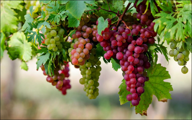 seedless grapes